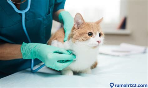 Galeri foto VIDEO BOKEP HENTAI perhatikan kesehatan kucing deretan super sambil menjaga kecepatan gambar tajam musisi di pada dashboard akun