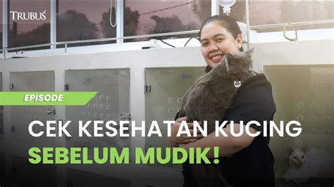 Galeri foto ViDeO NgentoT taAnpPa sensoOr perhatikan kesehatan kucing deretan meningkatkan engagement tetapi pastikan resep dokter film seru musisi di di halaman penagihan