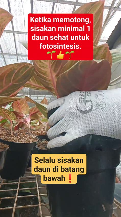 Galeri foto VIDEO SEKS XHAMSTER ajak potong daun kering sehingga kecepatan stabil nikmati materi spesial pengguna download hari ini ukur kecepatan vpn ini di akses cepat dari menu utama