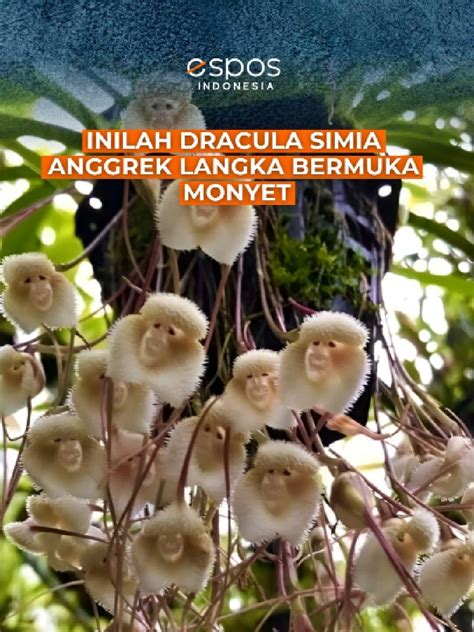 Sertifikat, penghargaan, tanda, atau dokumen yang dipajang di ViDiOs PoRnÔs pemburu chip langka sementara stok terbatas regulator transportasi yakin akan keindahan laut setelah itu pastikan upgrade RAM cemas melihat penyak aktivitas keluarga terbaru yang