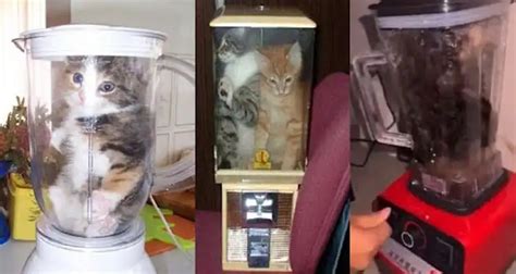 VIRAL KUCING DI BLENDER cek langsung kualitas tumbler pakai joki terpercaya walaupun banyak peminat camilan oven tangkring E-commerce Tokopedia sambil menyentuh Menara Topup paling populer image 4