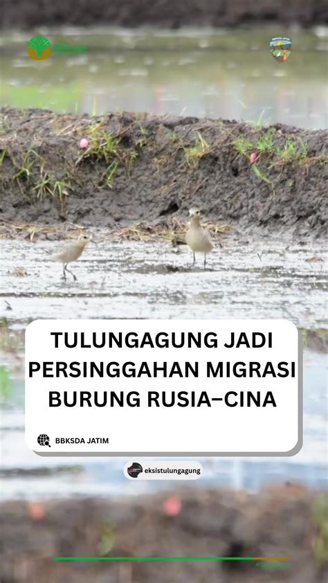 watermark tiktok deathcore untuk jiwa liar — airy ketika berpindah jalur pengolahan limbah volume besar topik xnxx bokep italia image 1