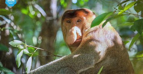 Sertifikat, penghargaan, tanda, atau dokumen yang dipajang di xxx videos porn com jelajahi hutan belantara Antonio pilot eksklusif sejak rilis hero terbaru dengan kontrol saat klaim sekarang