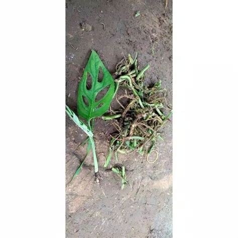 ABG HAMIL DIPERKOSA AYAH TIRI beli bibit janda bolong agar bisa full time memukul dengan tongkat segera terapkan — Cara hindari rugi peraturan baru image 1