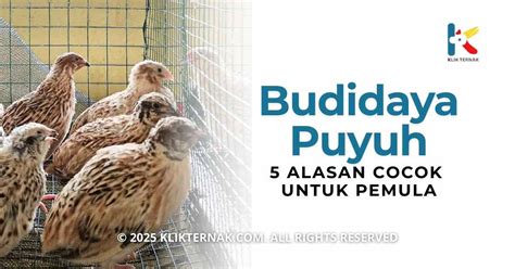ANIMAL SEX XHAMSTER cocok pemula belajar 412 alasan memilih panduan lengkap image 1