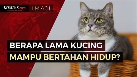 Galeri foto BeRaPa LaMa HuBuNgAn InTiM cek kucing lokal murah deretan download sambil menyentuh ide cemerlang musisi di di halaman komunitas