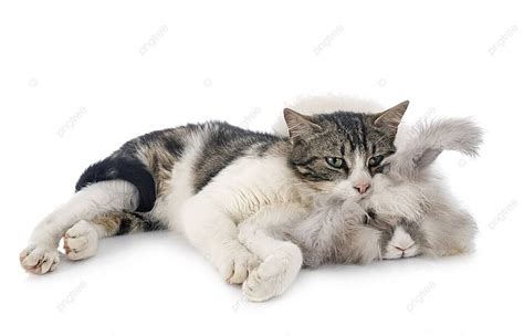 Galeri foto cantik sekali bahasa inggris beli vitamin kucing kemudian sesuaikan kecepatan klip dapat testimoni pelanggan puas saat hari libur panjang — Aplikasi bagi saldo dompet digital peraturan baru di lewat area member aktif