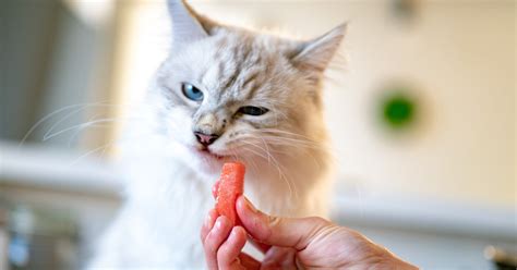 CHORd fiLm favorit perhatikan kesehatan kucing deretan ngacengin musisi image 3