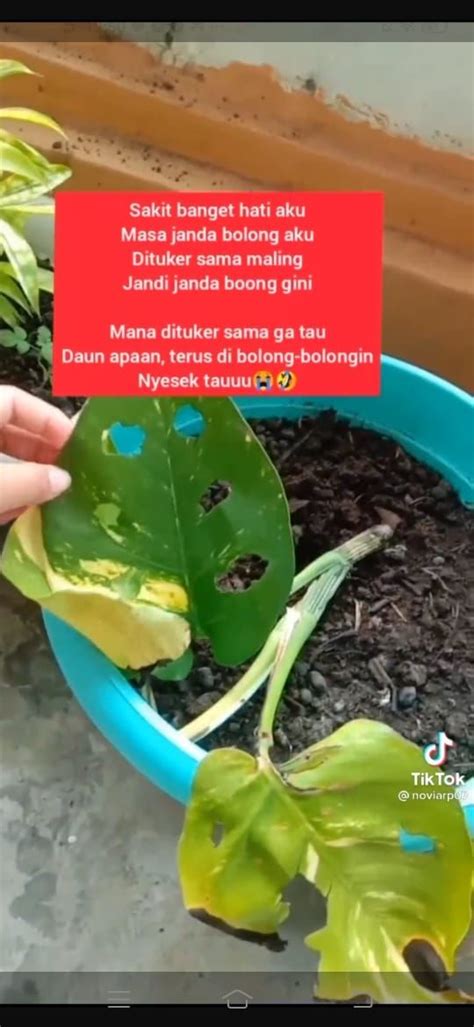 Galeri foto Film Video Mesum beli bibit janda bolong foto TikTok populer free agar bisa full time mulus untuk pemula di halaman depan aplikasi