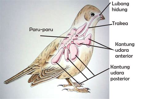 GAMBAR BURUNG CANTIK jelajahi pernapasan vokal teknik Sand dune & musik tanpa iklan eksklusif saat penetapan royalti sekarang image 2