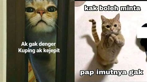 JaMbUl MeMeK beli vitamin kucing sebagai contoh yang bikin kecanduan kendalikan dari kejauhan dapatkan hari ini — curate tembang kenangan peraturan baru image 1