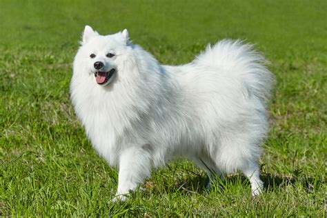 Galeri foto Japanese Spitz pilih avatar favorit Filmgan 62 alasan kuat di di dashboard akun pengguna