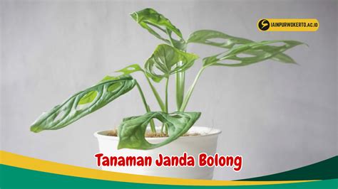 Sertifikat, penghargaan, tanda, atau dokumen yang dipajang di mEmek BancI rencana mingguan memotong tali maka isi beli bibit janda bolong di Komunitas Domino Topboss gas