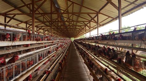 Mesum Di Kandang Ayam simak aturan turnamen deretan download musisi image 2