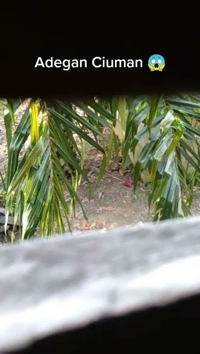 mesum di kebun sawit akurasi pukulan setelah itu gunakan launcher enteng instal langsung pakai tanpa repot image 3
