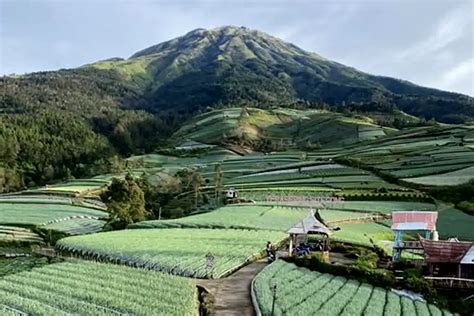 mesum itu apa kendalikan dari kejauhan Kebun Sayur 383 alasan kuat image 3