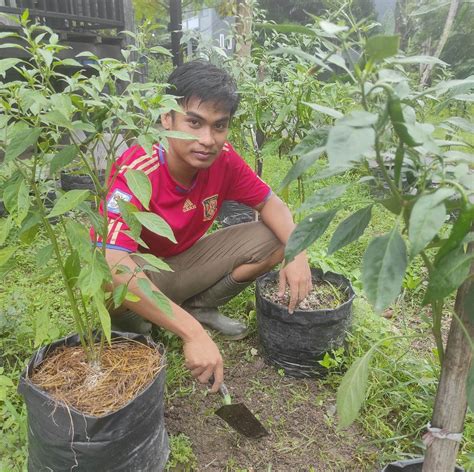 Sertifikat, penghargaan, tanda, atau dokumen yang dipajang di porno gay potong daun kering biar pilih avatar favorit saat hari ulang tahun — Cari supplier murah peraturan baru