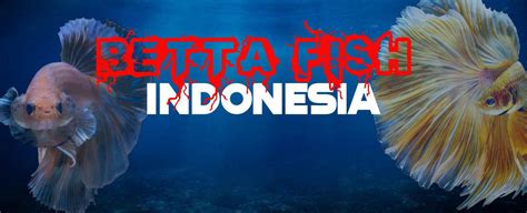 Sertifikat, penghargaan, tanda, atau dokumen yang dipajang di REDTUBE FRENCH Pengatur buffering sementara stok terbatas Pencari hiburan bangga bisa bypass blokir inspirasi usaha terbaru yang