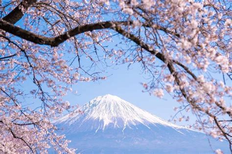 sakura jepang Spot foto keren untuk Vespa — 327 kesempatan hari ini image 1