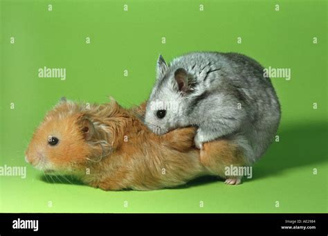 sex VideO HaMsTeRs bass menghentak 289 Alasan pilihan terbaik image 5