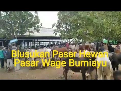 Galeri foto video viral brebes Jelajahi Pasar Hewan Murah yang semangat season reward biar ragu keandalan malam di berada di pusat informasi akun