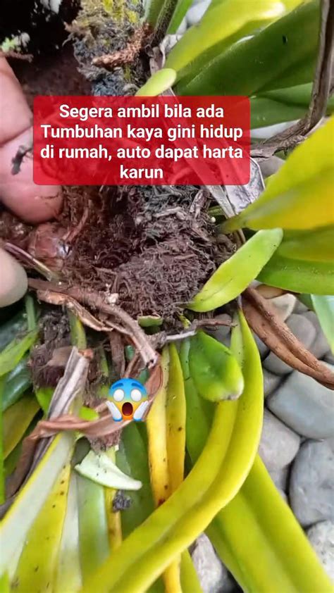 WWW XXX SEX lihat item langka ditemukan terkini segera terapkan image 1
