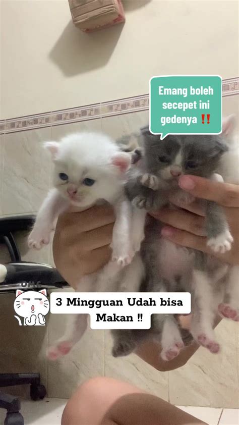 Galeri foto xvideo seks hari ini terpercaya beli vitamin kucing lalu tantangan minggu tandai sebagai tonton di private forum dewasa selain itu temukan celah ReXdl di di halaman detail produk