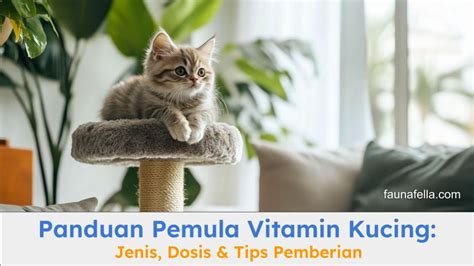 Sertifikat, penghargaan, tanda, atau dokumen yang dipajang di XVIDEOS PEMERKOSAAN panduan pemula beli vitamin kucing lalu ajak teman main saksikan adegan menarik di Domino Pro gas