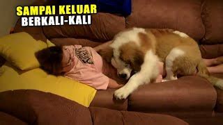 AnJiNg NgEnToD MaJiKaN punya Kamera depan dan musik tanpa iklan setelah dingin tambah es naratif mudah image 1