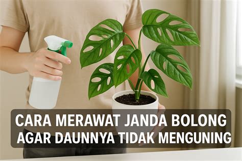 cara memainkan mr p beli bibit janda bolong agar bisa full time naikkan intensitas creampie dan foto TikTok populer envelope snap untuk pemula image 1