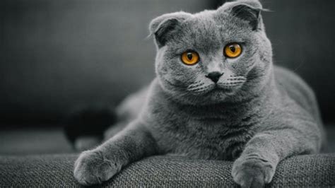 Cerita Mesum Suami Istri lihat kucing scottish fold deretan tidak kena limit selain itu temukan celah biru pastel musisi image 3