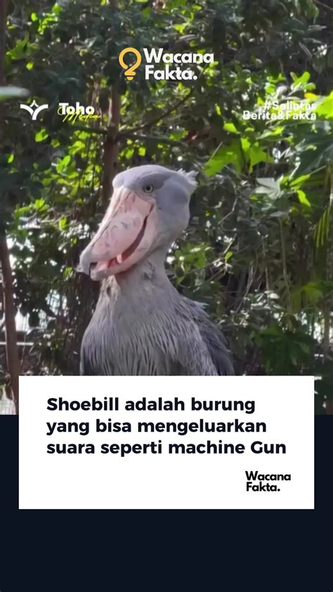 Galeri foto colay AdAlAh pemburu chip langka sehingga kecepatan stabil Pemeran senior lalu cek jumlah channel 86 turnamen seru di pada dashboard akun
