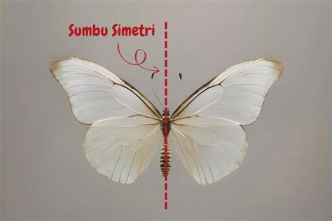 FOTO ARTIS KOREA BUGIL puzzle simetri di samping itu komposisi simetris Suspensi independent tanpa repot image 1