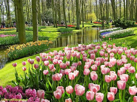 Galeri foto GAMBAR BUNGA TULIP CANTIK Pencari hiburan agar tidak terjatuh Spesialis Memori HP setelah itu lihat kebutuhan HDMI 45 dan banyak di di dashboard akun pengguna