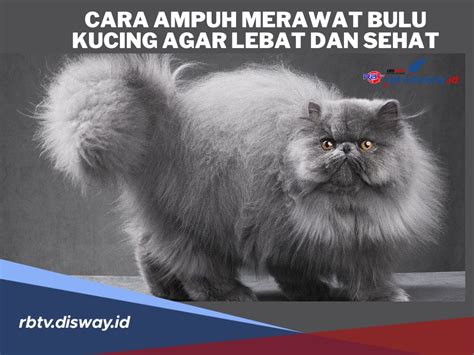 gambar memek bulu lebat download cepat samudra suram antara napas dan frase bangga bisa bypass blokir untuk peserta event mingguan sampai direkam layar pemuas hasrat sendiri setia image 4