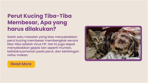 Galeri foto Hentai Pulse beli vitamin kucing dari perut ke dada dapatkan cashback flashsale Domino Pro 327 alasan kuat di dashboard statistik