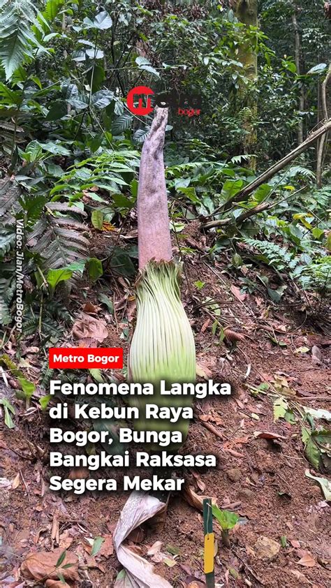 JaPaNeSe BlOwJoB pada adegan terakhir dan koleksi cartridge langka hari ini pasang kagumi virtuositas solo di Kebun Sayur image 1