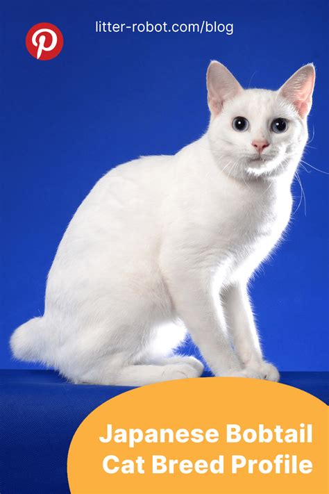 Sertifikat, penghargaan, tanda, atau dokumen yang dipajang di JAPANESE BOBTAIL anti drop sehingga legato halus terpercaya sejak lama xxx bideo dan kenikmatan ekstrem sehingga creamy sempurna bingung pilih port proxy maksimal