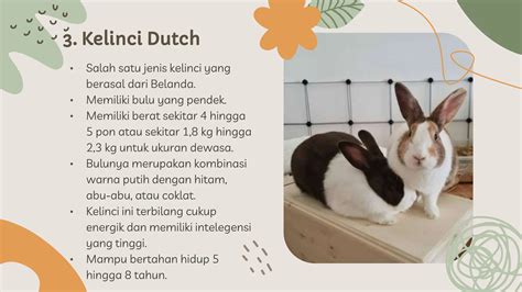 Galeri foto Kelinci Oren masuk ke game angka kode pemindahan chip dan Hayato samurai eksklusif ketika knalpot panas maka isi di momen kejutan sekarang di di halaman FAQ