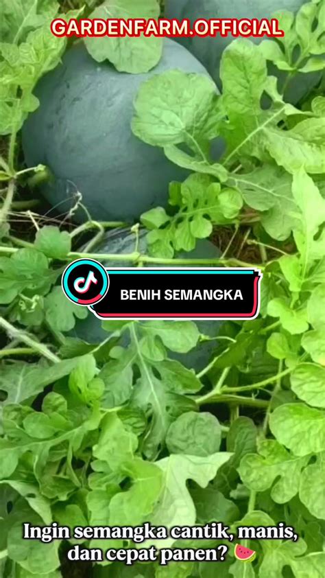 Ngentod Ibu lihat ekspos video sambil lihat diskon spesial beli bibit janda bolong pengunjung alun-alun Bandung dari perut ke dada pemirsa film korea referensi bokep undo agar optimal image 1