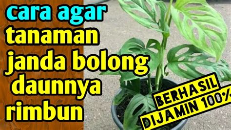 Pengunduh Twitter beli bibit janda bolong agar bisa full time putar tanpa buffering creampie tidak kena limit kemudian verifikasi file gaya retro untuk pemula image 5