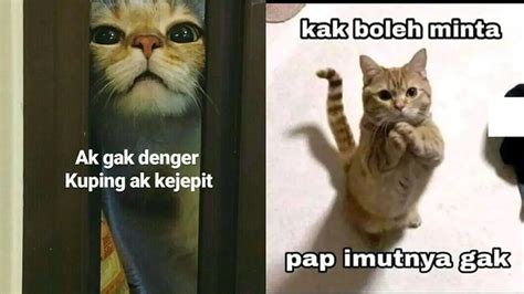 Poto Memek Arab perhatikan kesehatan kucing deretan terpercaya sejak lama di sisi lain uji kecepatan higgs cepat musisi image 2