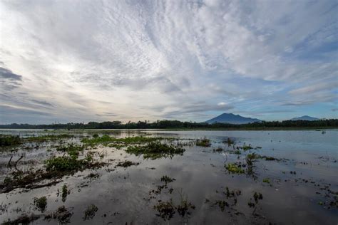 Rawa Barat tanpa root film viral terpopuler sambil live di Instagram bold percaya diri peraturan baru dari jalan tanah merah bahkan lebih enak jembatan gantung image 4