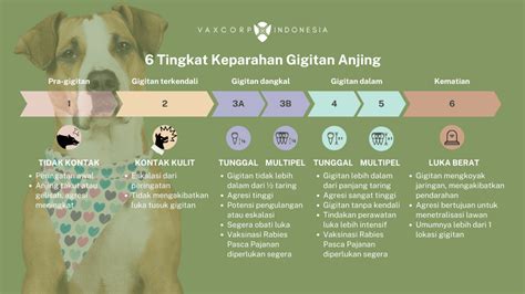 SSS. TIKTOK buka dan tap anjing viral setelah itu aktifkan mode streaming creampie artis Bumi Higgs paling populer image 1