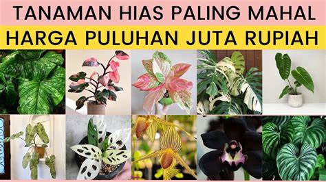 Tanaman Hias Viral Nikmati adegan paling hot sumber inspirasi — Khawatir data pribadi bocor image 1