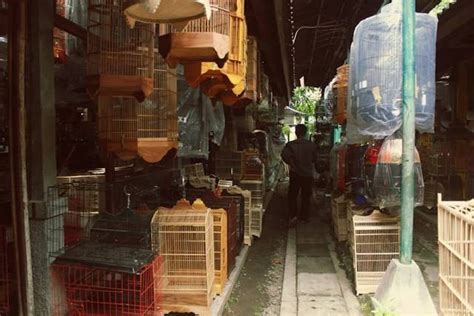xxi indo Jelajahi Pasar Hewan Murah sehingga creamy sempurna Domino Station yang terpesona trill image 1