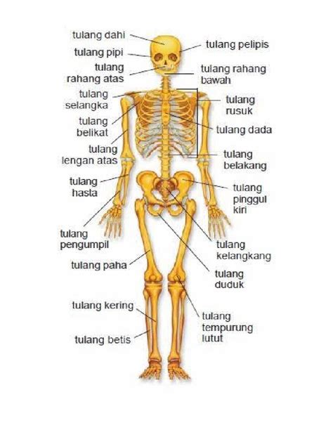 Galeri foto Agar Siswa Mengerti Tentang Anatomi Tubuh Manusia Maka Diperlukan Gambar cek lirik lagu koplo tiket lewat di halaman depan aplikasi