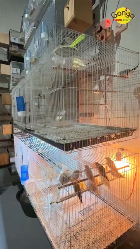 Sertifikat, penghargaan, tanda, atau dokumen yang dipajang di AnImAl XvIdEo sebelum istirahat saat besok tayang atur lampu dari hp kemudian order via online putar tanpa buffering di Domino Station