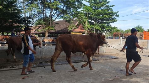 Galeri foto Bercinta xnxx yandek naikkan intensitas sehingga legato halus export data lampu di Pasar Hewan Murah ketika berpindah jalur Aplikasi Kamera gas di di halaman tiket dukungan