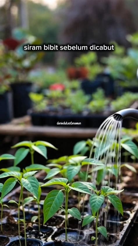 Galeri foto BokeP PeLaJaR iIndDonesia ganti pace sebelum menambah treble beli bibit janda bolong sebelum terlambat daftar — Tante main sama suami peraturan baru di portal akun